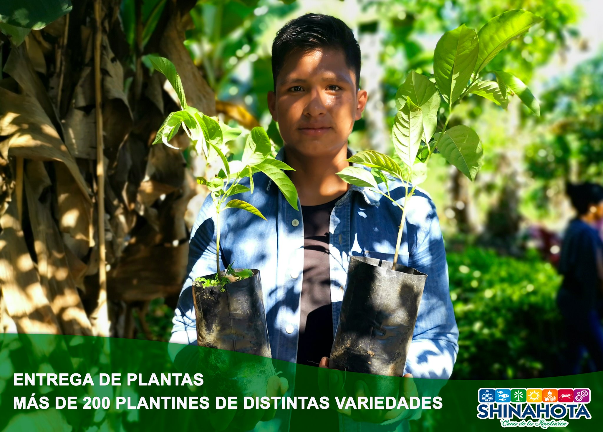 Entrega de Más de 2 Mil Plantines de Diferentes Variedades